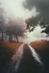 camino con niebla