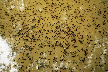 Tadpoles swarm in a pond