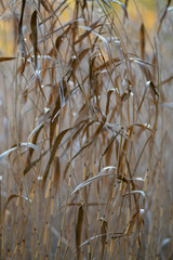 evening by a bed of reeds
