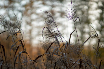 Obraz premium evening by a bed of reeds