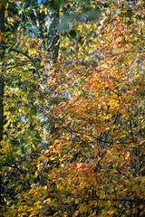 red fruits of autumn