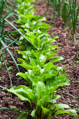 Row of young beetroot plants growing in the vegetable garden. Bright green leaves with deep red centre stems.