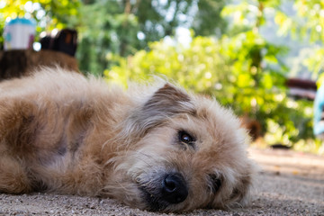 Sleeping Thai stray dog on street