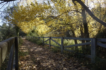 Alboi en otoño