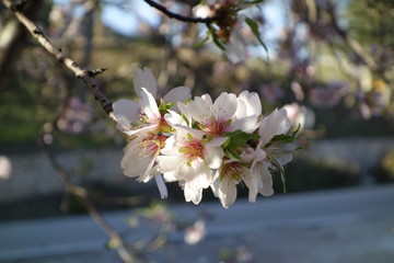 Almendro en flor