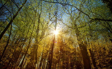 Bautiful Forest in Autumn Season and Sunlight