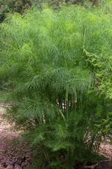 Lots of young strong green growth on Fennel herb plant