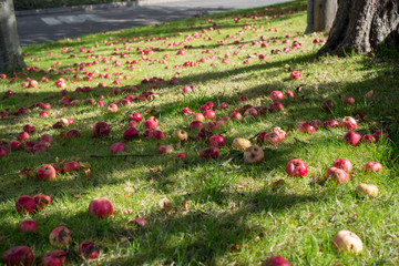 Windfall apples lying on the ground under some trees