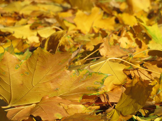 Naklejka na ściany i meble Yellow maple leaves on the ground, selective focus. Autumn weather background