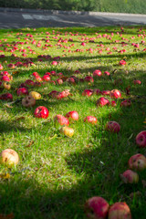 Windfall apples