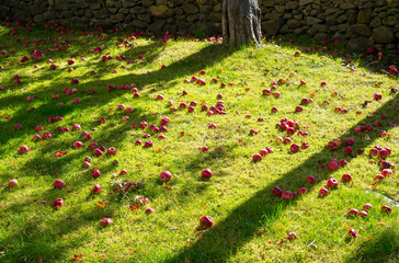 Windfall apples