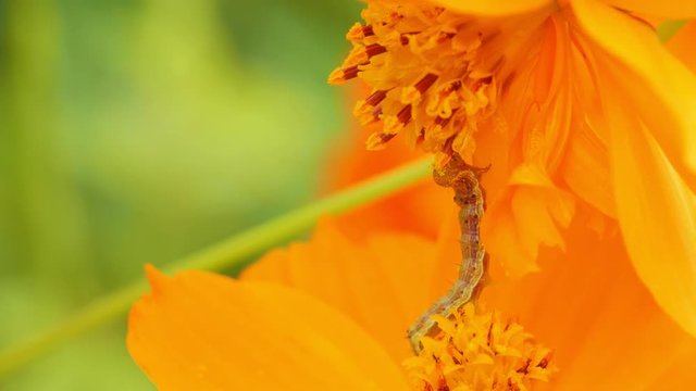 Caterpillar eating on flower.