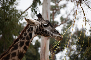 Giraffe