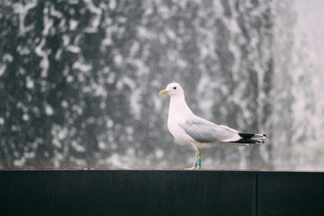 Seagull standing on a edge of water fountain