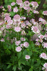 Flowering stems of the Great Masterwort, or Astrantia major plant