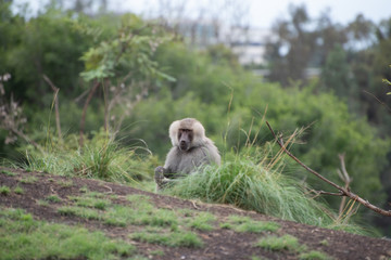 Baboon in the grass