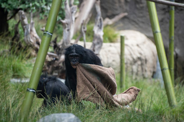 Bonobo Chimp