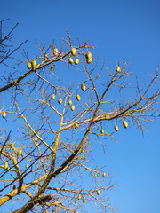 Silk floss tree fruits against blue sky