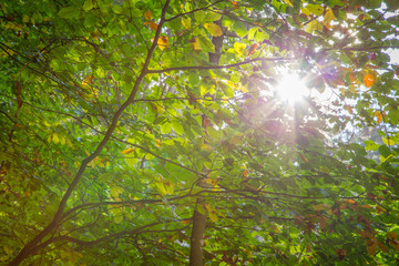 Bl&auml;tter mit Sonnenfleck