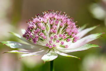 Close up or macro of  an Astrantia major - Great Masterwort flower showing it in all its lovely detail