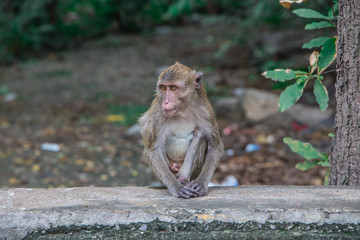 monkey in Thailand