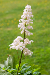 White flower spike of a Rodgersia, against a green background.  Very smelly flower loved by flies!