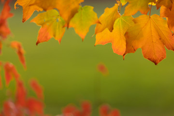 Autumn background with colorful leaves.