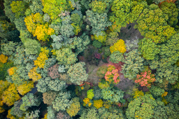 Aerial view of autumn foliage forest.