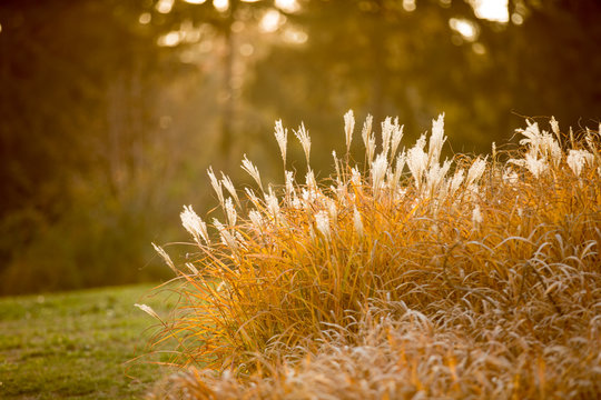 Ornamental grass in autumn at sunset.