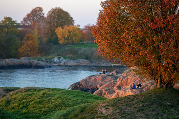 Rowan tree aflame at sunset