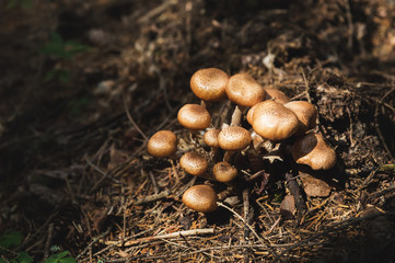 Close-up Edible mushrooms of honey agarics in a coniferous forest. Group of mushrooms in the...
