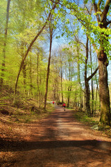 Fototapeta premium Beautiful Green Forest in Nature
