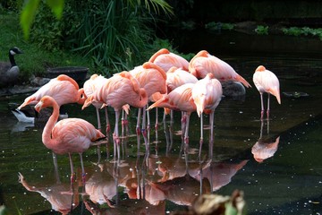 Flamingos