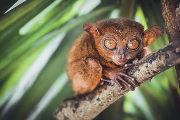 Endangered Tarsier in Bohol Tarsier sanctuary, Cebu, Philippines. Cute Tarsius monkey with big eyes sitting on a branch with green leaves. The smallest primate Carlito syrichta in nature.