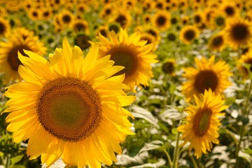 Sunflower focused on in a field of sunflowers