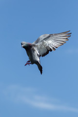 flying of speed racing pigeon against clear blue sky