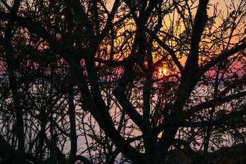 Sunset through the branches