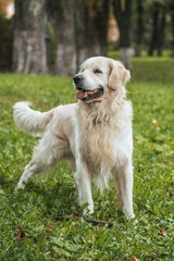 cute funny retriever dog playing on grass in park