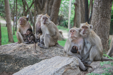 Obraz premium Monkey Family Thailand