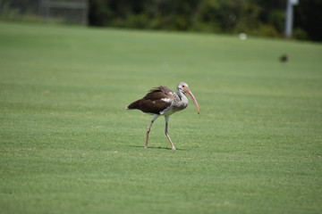 Florida Ibis juvenile