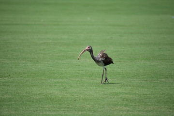 Florida Ibis juvenile
