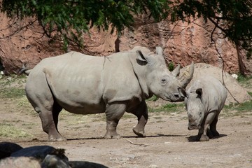 Fototapeta premium A mother rhino with her baby 