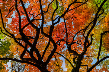kolorowe liście - konary drzewa