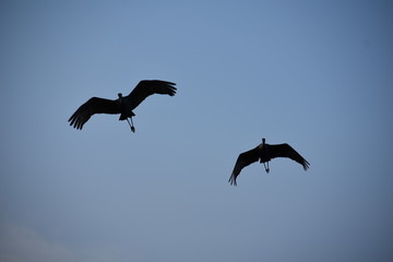 Sandhill Cranes in flight in Florida