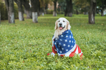 cute golden retriever dog wrapped in american flag sitting on grass in park