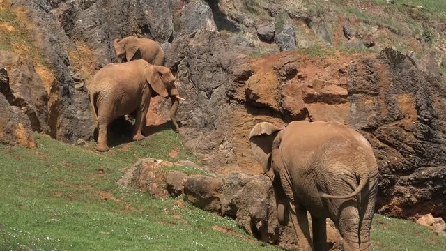 elephants of the Cabarcenos Park