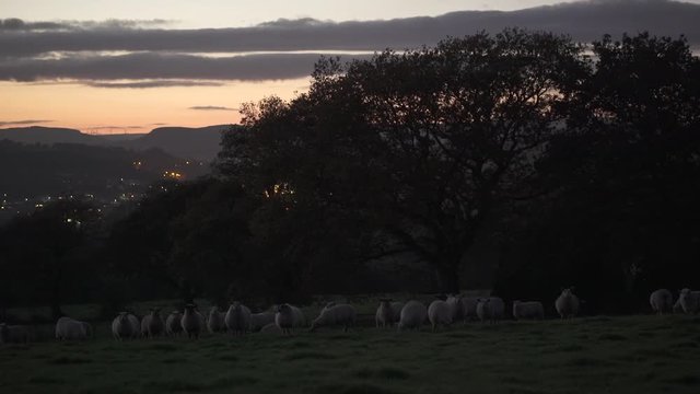 Flock of sheep on hillside during sunset
