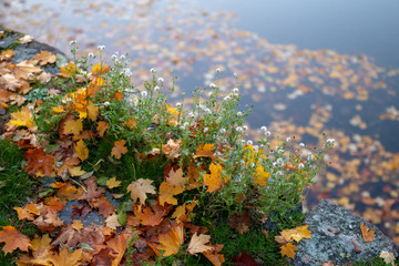 the last flowers of autumn