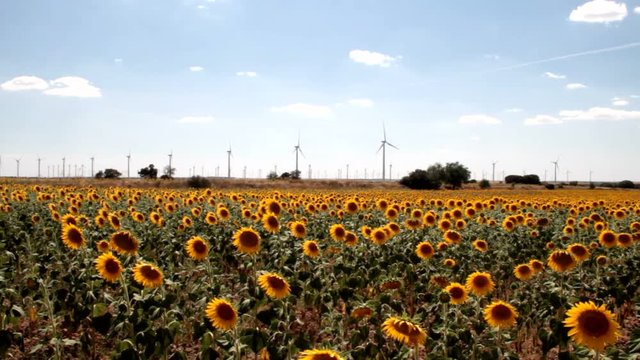 sunflowers and windmills