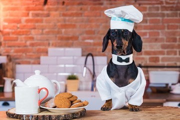 portrait of a cute funny dachshund dog, black tan, in kitchen cooking or eating on table with ...